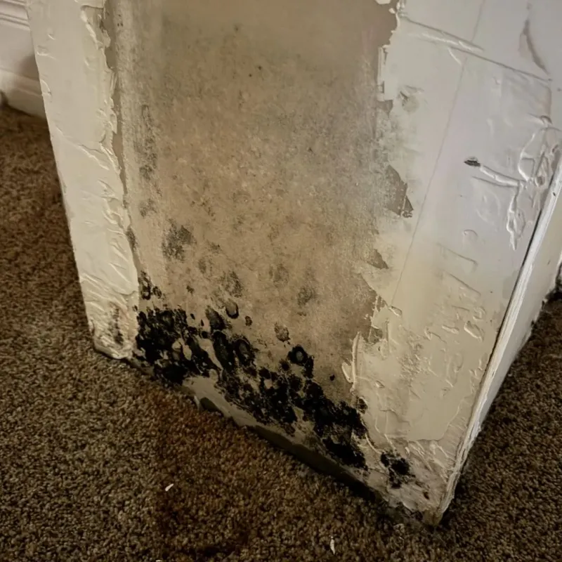 Professional Mold Removal in Groves, TX